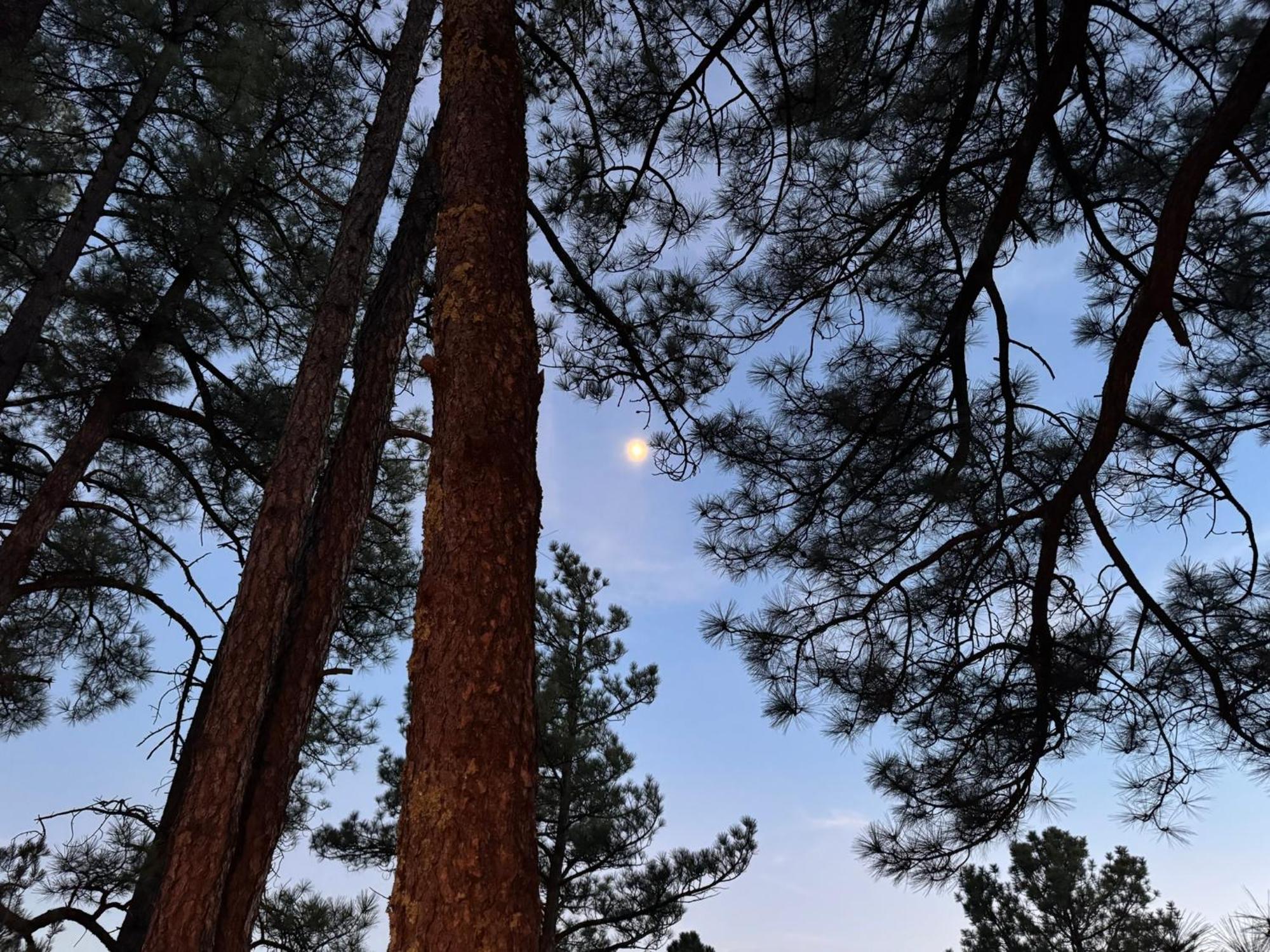 Gonzales Cozy Little Bear Cabin Ruidoso Exterior photo